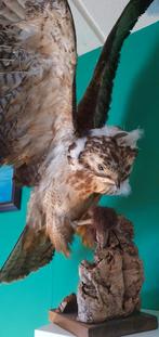 Opgezette Ruigpoot buizerd., Ophalen, Gebruikt, Vogel, Opgezet dier