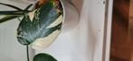 Monstera mint, Ophalen of Verzenden, Zo goed als nieuw, Overige kleuren, Minder dan 50 cm