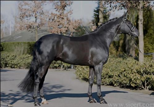 6 rietjes beschikbaar, Dieren en Toebehoren, Paarden en Pony's | Overige Paardenspullen, Nieuw, Overige soorten, Ophalen of Verzenden