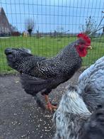 Brahma x sperwer haan, Dieren en Toebehoren, Pluimvee, Mannelijk, Kip