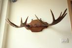Taxidermie eland gewei, Ophalen, Gebruikt, Hert, Gewei of Kop