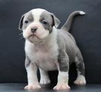 American Bully Micro/Pocket Pups met stamboon, Particulier, Rabiës (hondsdolheid), 3 tot 5 jaar, Reu