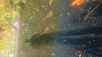 Koi inhoud vijver, Dieren en Toebehoren, Vissen | Vijvervissen, Karper of Koi