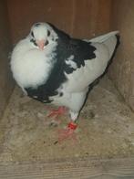 1 zwartbonte HAAGSE tilduif pieper kropper, Dieren en Toebehoren, Vogels | Duiven, Geslacht onbekend, Kropper