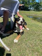 Grote Zwitserse Sennen dekreu, Reu, 1 tot 2 jaar, Eén hond, Nederland