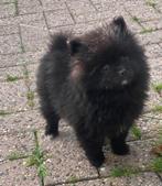 Super schattig mini Pomeriaan pup, Keeshond, Reu, Eén hond, Nederland