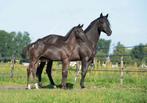 Knap hengstveulen en  zijn moeder samen of apart, Dieren en Toebehoren, Paarden, Hengst, Minder dan 160 cm, Gechipt, 0 tot 2 jaar