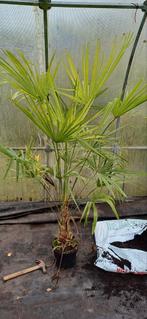 Palmen trachycarpus fortunei, Tuin en Terras, Planten | Tuinplanten, Ophalen, Zomer, Overige soorten, Halfschaduw
