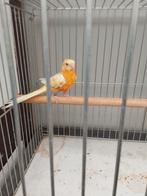 Roodrug mannen, Dieren en Toebehoren, Vogels | Parkieten en Papegaaien, Mannelijk, Dwergpapegaai of Agapornis