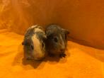 Grijsagouti creme bonte california cavia beertjes, Cavia, Mannelijk, Tam, Oktober
