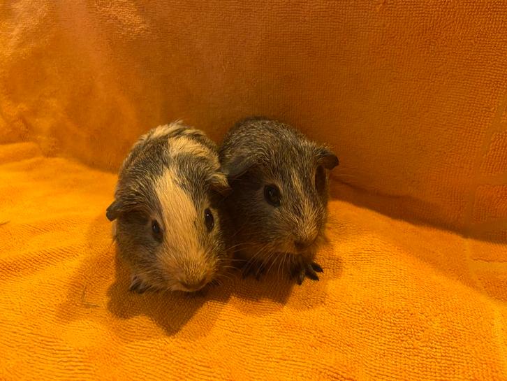 Grijsagouti creme bonte california cavia beertjes, Dieren en Toebehoren, Knaagdieren, Mannelijk, Cavia, Oktober, Tam