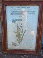 antieke prent van een hyacint, Antiek en Kunst, Ophalen of Verzenden