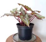 Mooie begonia rex plant, Overige soorten, Minder dan 100 cm, Ophalen