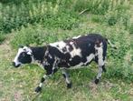 Bonte Fokschapen makke dieren ooi ram ivm ander ras, Dieren en Toebehoren, Schapen, Geiten en Varkens, Meerdere dieren, Schaap
