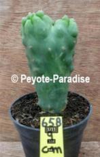 San Pedro Cactus - Unieke monstervormen (klein), Huis en Inrichting, Verzenden, Minder dan 100 cm, Volle zon, In pot