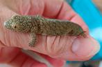 Eurydactylodes Vieillardi  vrouw (Pet only), Dieren en Toebehoren, Reptielen en Amfibieën, Hagedis, 0 tot 2 jaar