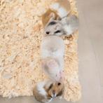 Serysche 🐹 goud hamster baby's, Dieren en Toebehoren, Knaagdieren, Meerdere dieren, Hamster, Na 1 juli 2024, Tam