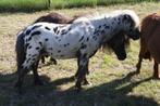 Zwartpanterbond Hengst, Hengst