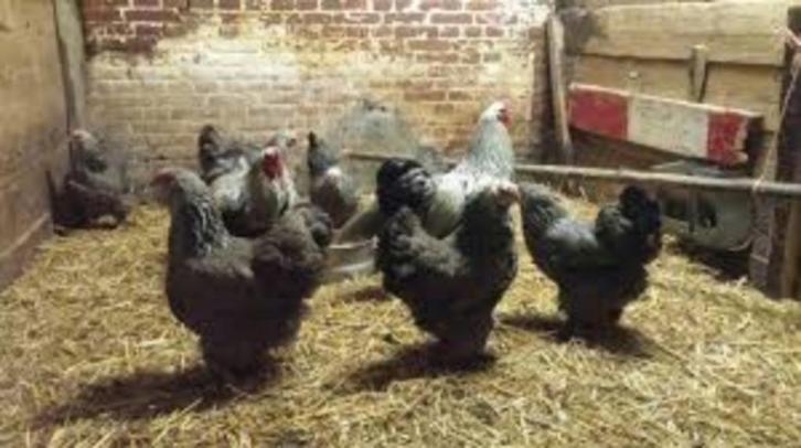 Echt GROTE Hanen..................., Dieren en Toebehoren, Pluimvee, Kip, Mannelijk