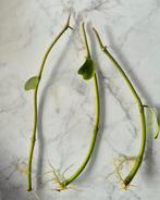 3x stek Hoya Kerrii, Ophalen of Verzenden, Overige soorten, Minder dan 100 cm