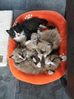 Prachtig Ragdoll kittens 😻