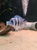 2 frontosa blue moba, Dieren en Toebehoren, Vissen | Aquariumvissen, Vis