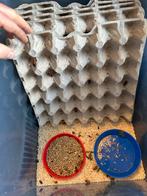 Redrunner kweek, Mieren