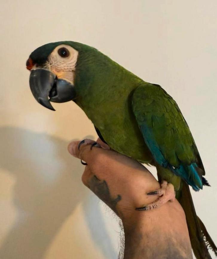 Tamme ara maracana 2024 incl garantie, Dieren en Toebehoren, Vogels | Parkieten en Papegaaien, Papegaai, Pratend, Tam, Geringd