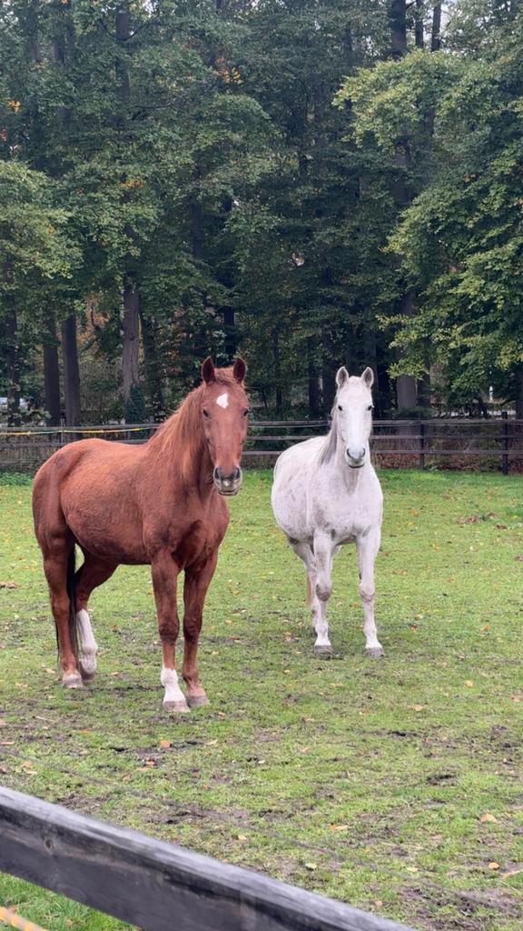2 Lieve Paardjes, Dieren en Toebehoren, Paarden, Ruin, Zadelmak, 160 tot 165 cm, 11 jaar of ouder, Recreatiepaard, Met stamboom