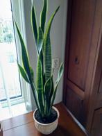 Sanseveria, Ophalen, In pot, Halfschaduw, Minder dan 100 cm