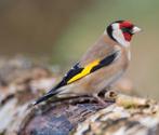 Distelvinken, Dieren en Toebehoren, Vogels | Overige Vogels, Meerdere dieren, Wildzangvogel, Geringd