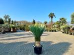 Yucca rostrata 30/40 cm stamhoogte te koop!!!, Tuin en Terras, Zomer, Vaste plant, Ophalen of Verzenden, Overige soorten