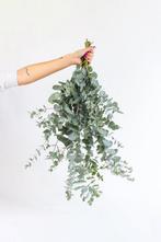 Verse eucalyptus, Ophalen, Zo goed als nieuw