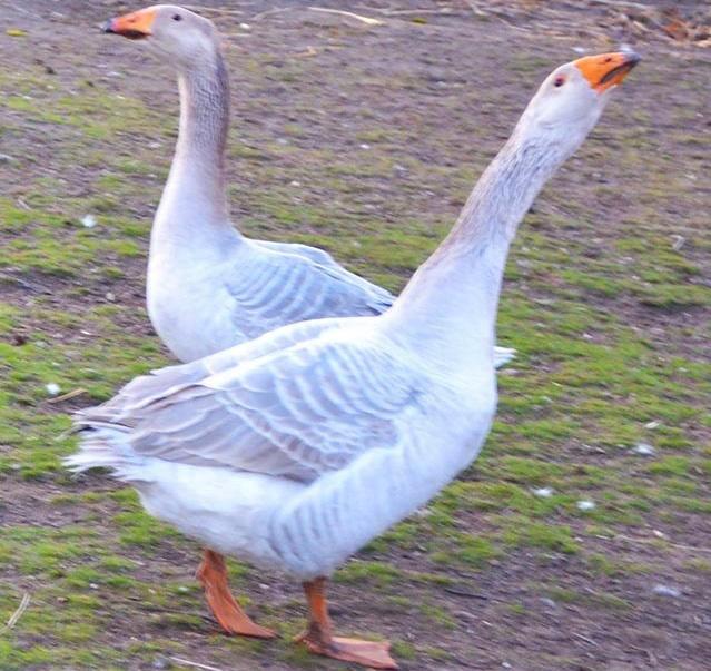 Steinbacher gans te koop, Dieren en Toebehoren, Pluimvee, Gans of Zwaan, Meerdere dieren