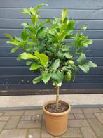 Citrus Lemon / Citrus Limon - Citroenboom H: 100 cm., Tuin en Terras, Ophalen, Lente, Volle zon, Citroenboom