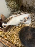 Jonge rijnlanders, Meerdere dieren, Middelgroot, 0 tot 2 jaar