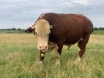 Hereford dekstier fokstier, Dieren en Toebehoren, Mannelijk
