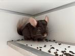 Myk brown ebony curly drager chinchilla bok, Dieren en Toebehoren, Knaagdieren, Mannelijk, Chinchilla, Voor 1 juli 2024, Tam