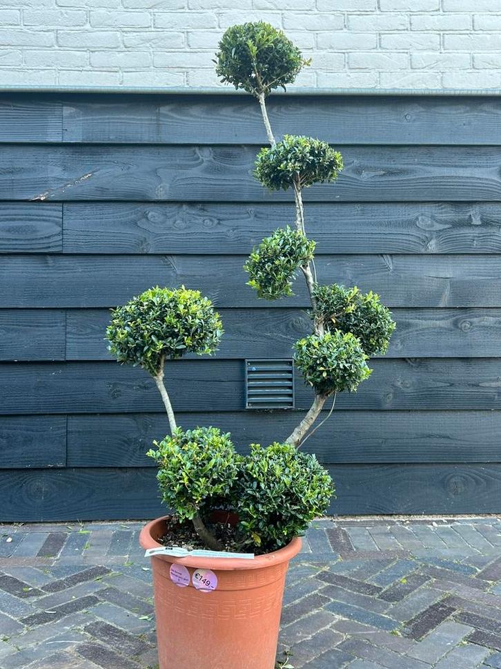 Ilex crenata kinme bonsai, Tuin en Terras, Planten | Bomen, Ophalen
