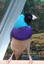 Blauwe gouldamadine man., Meerdere dieren