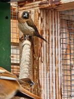 Japanse meeuwtjes, Dieren en Toebehoren, Vogels | Overige Vogels, Meerdere dieren