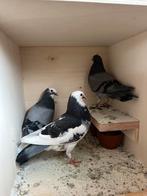 Jongen kroppers 3 stuks, Dieren en Toebehoren, Vogels | Duiven, Geslacht onbekend, Kropper