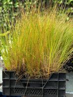 siergrassen zorgen voor een natuurlijk leven in uw tuin, Ophalen, Vaste plant, Siergrassen, Volle zon