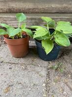 Mooie hosta in pot, Ophalen, Zomer, Vaste plant, Halfschaduw