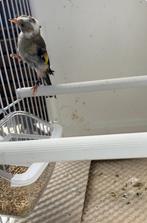 Parva Putter Witkeel/Bont 2025, Mannelijk, Wildzangvogel, Geringd