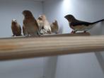 Zilverbekjes, Dieren en Toebehoren, Vogels | Overige Vogels, Meerdere dieren, Tropenvogel, Geringd