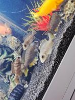 Ik heb ongeveer 10 vissen., Dieren en Toebehoren, Vis