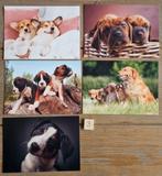Set 3 5 HONDEN kaarten postcrossing nieuw, Verzamelen, Ansichtkaarten | Dieren, Ophalen of Verzenden, 1980 tot heden, Hond of Kat