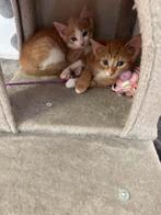 Kittens te koop, Dieren en Toebehoren, Katten en Kittens | Raskatten | Korthaar