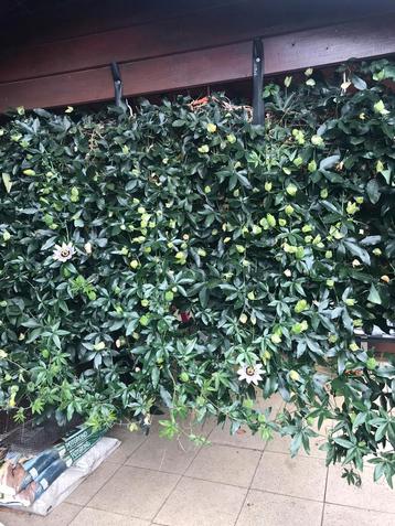 Passie bloem beschikbaar voor biedingen